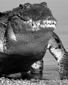 Страдания майданных «интеллектуалов», или Крокодилы тоже плачут